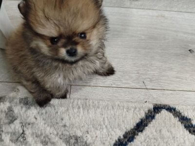 Prelepi Bo medvedici