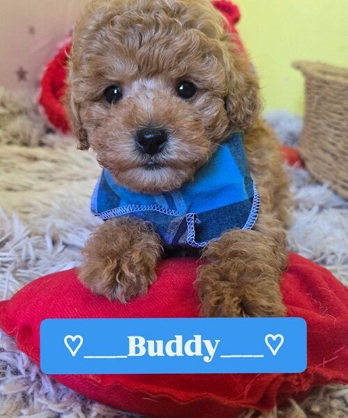 Preslatki štenci CRVENE TOY PUDLE