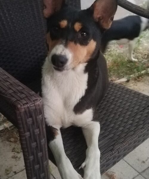 BASENJI štenci