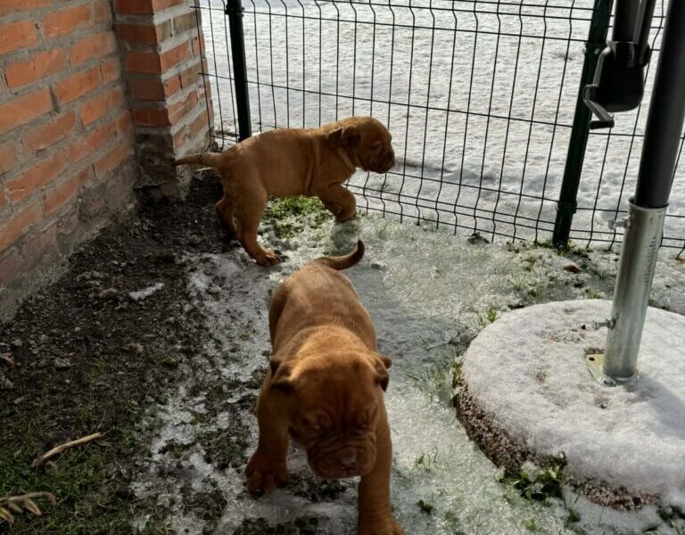 Bordoska Doga (Dogue de Bordeaux) prelepi stenci