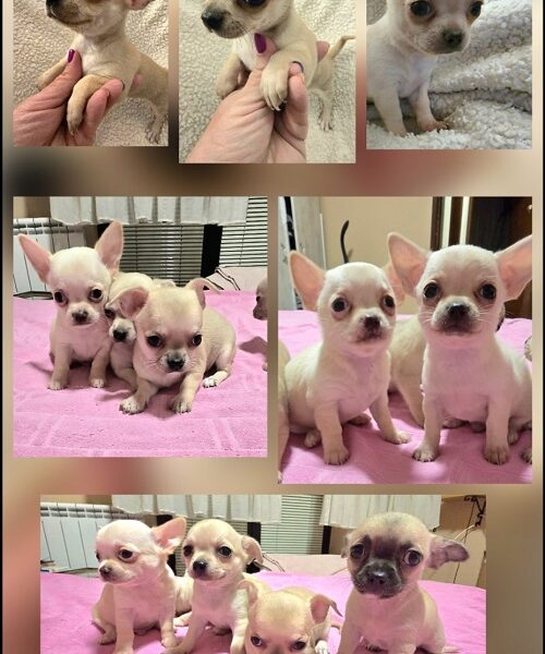 Štenci EKSTRA mini čivave