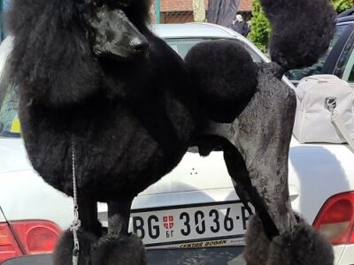 Vrhunsko leglo VELIKIH PUDLI