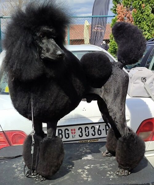 Vrhunsko leglo VELIKIH PUDLI