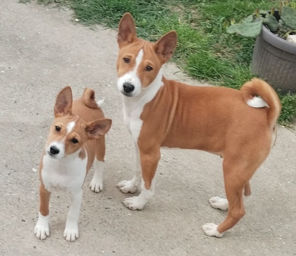 BASENJI štenci