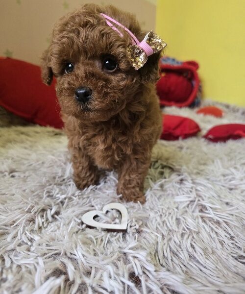 Preslatki štenci CRVENE TOY PUDLE