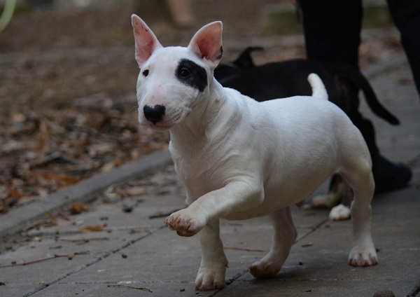 Mini bull terijer