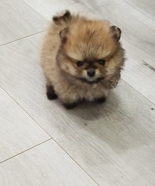 Prelepi Bo medvedici