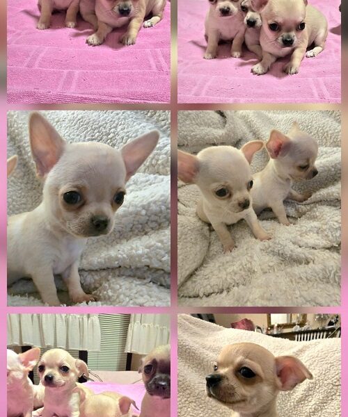 Štenci EKSTRA mini čivave