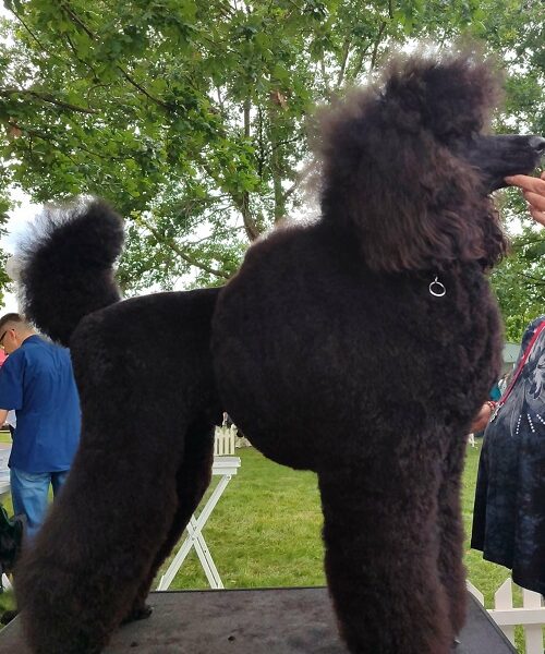 Vrhunsko leglo VELIKIH PUDLI