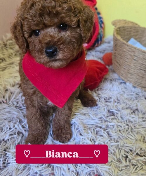 Preslatki štenci CRVENE TOY PUDLE