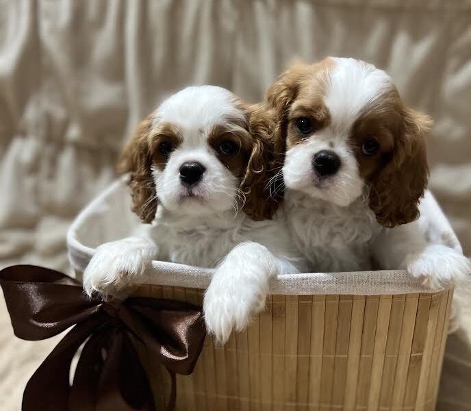 Kavalijer španijel kralja Čarlsa