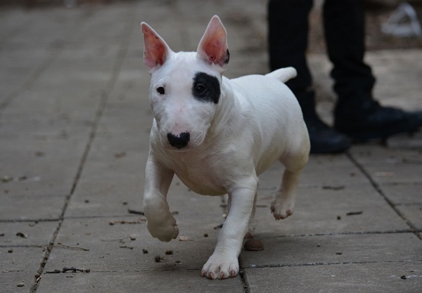 Mini bull terijer