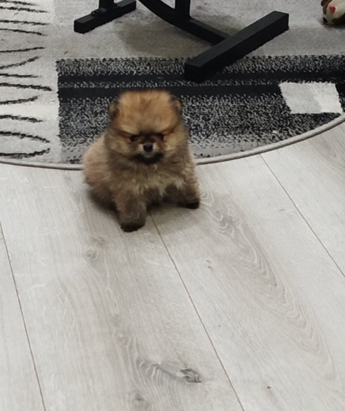 Prelepi Bo medvedici