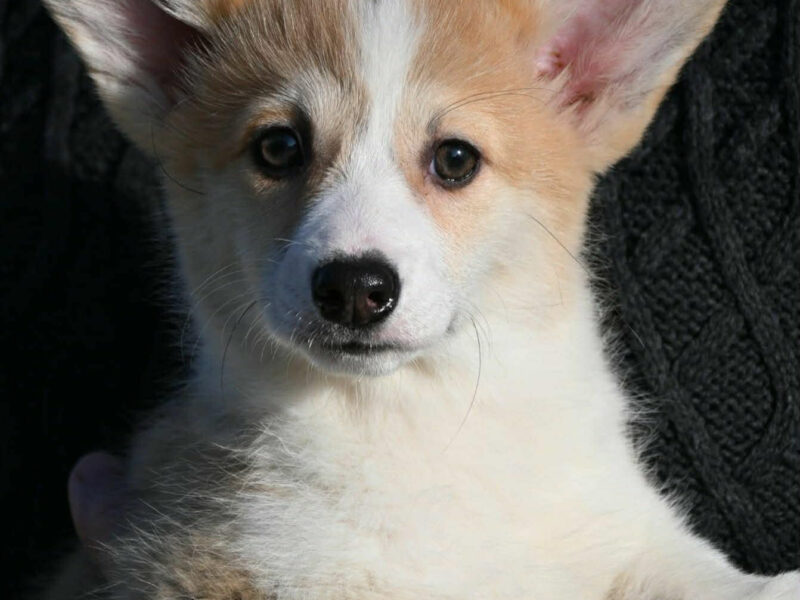 Velski korgi/Welsh Corgi Pembroke štenci
