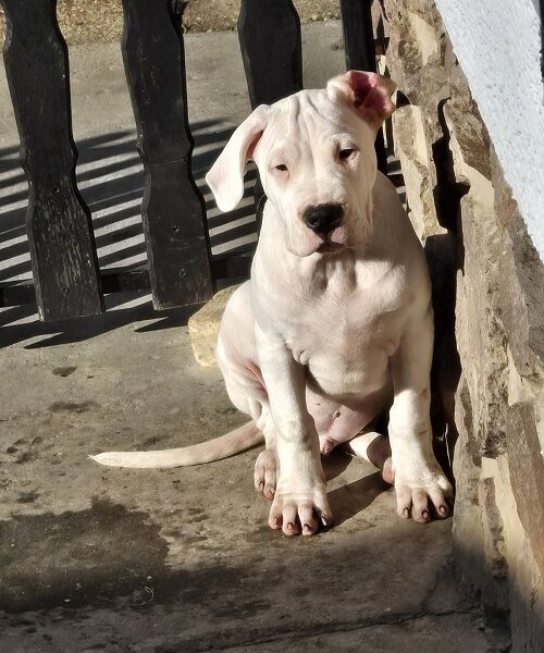Dogo Argentino, štene