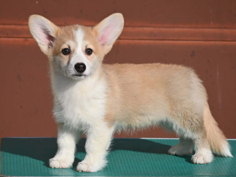 Velski korgi/Welsh Corgi Pembroke štenci
