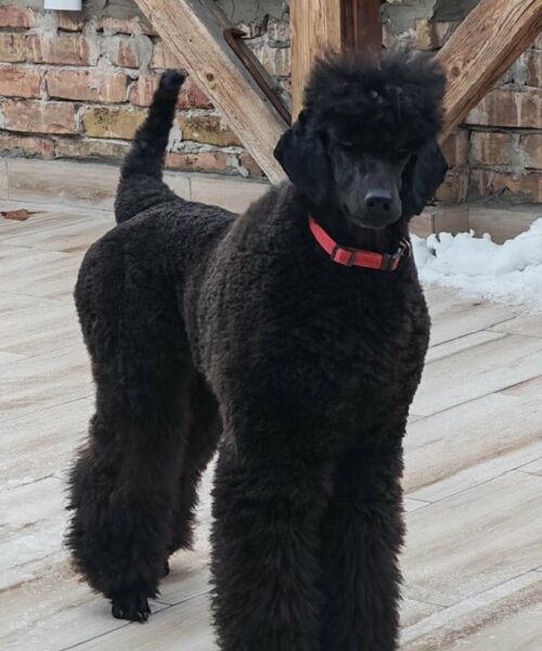 Vrhunsko leglo VELIKIH PUDLI