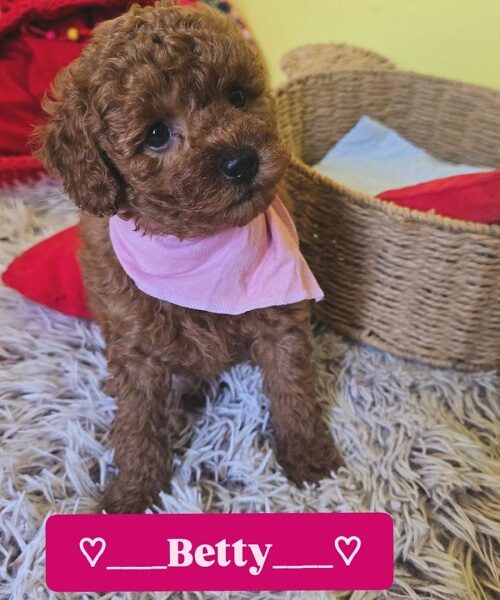 Preslatki štenci CRVENE TOY PUDLE