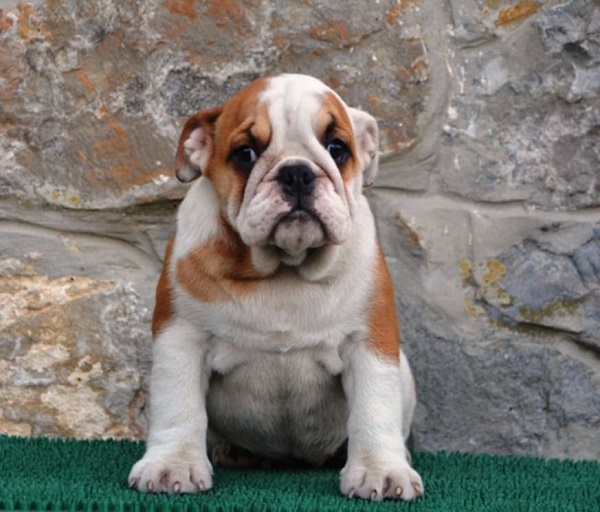 Engleski Buldog