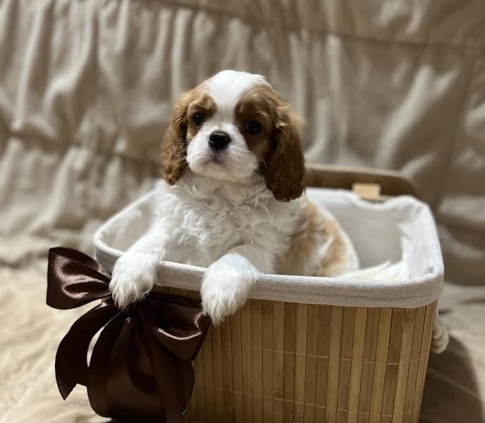 Kavalijer španijel kralja Čarlsa