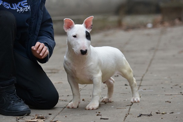 Mini bull terijer