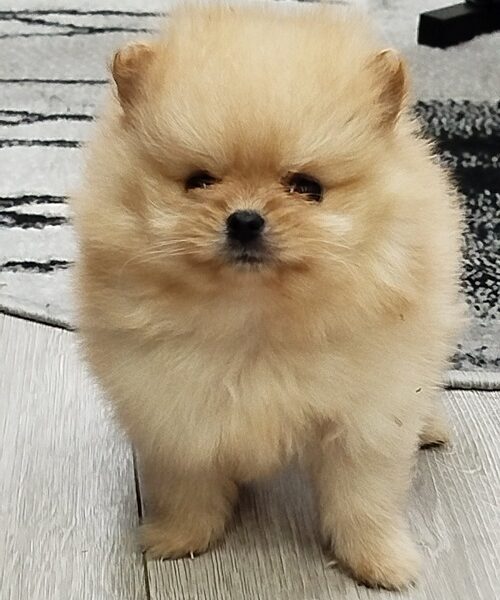 Prelepi Bo medvedici