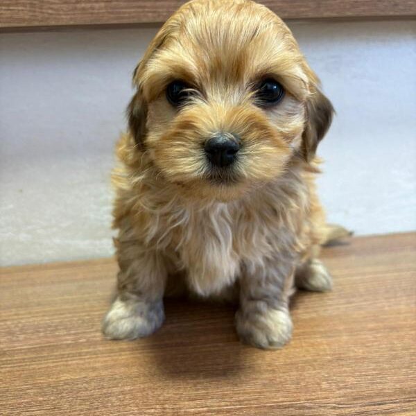 Havanski Bišon prelepi štenci