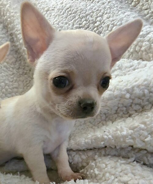 Štenci EKSTRA mini čivave