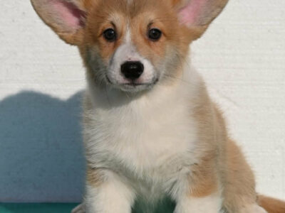 Velski korgi/Welsh Corgi Pembroke štenci