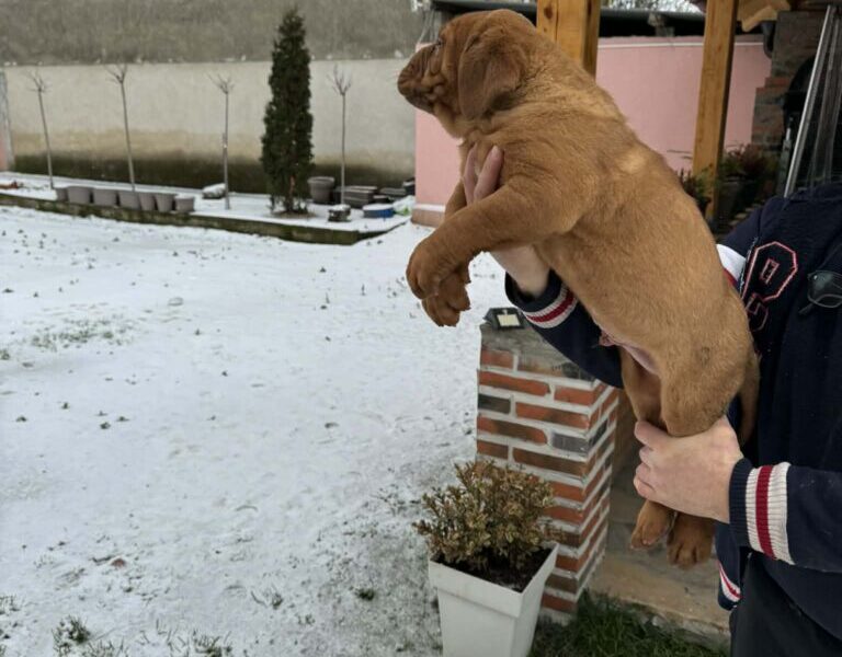 Bordoska Doga (Dogue de Bordeaux) prelepi stenci