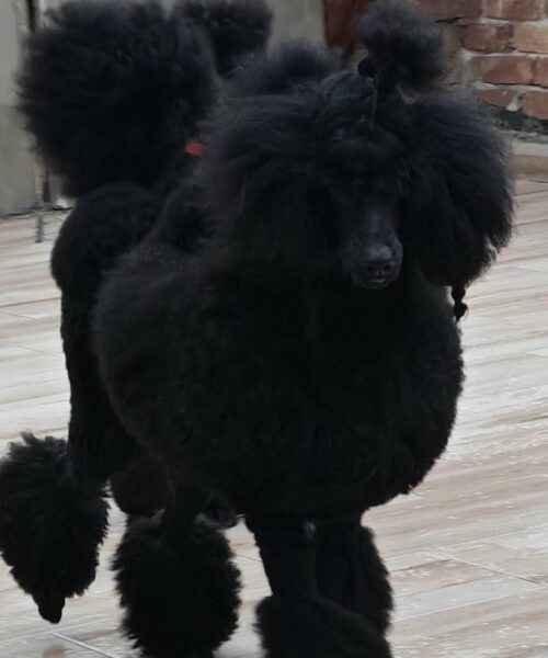 Vrhunsko leglo VELIKIH PUDLI