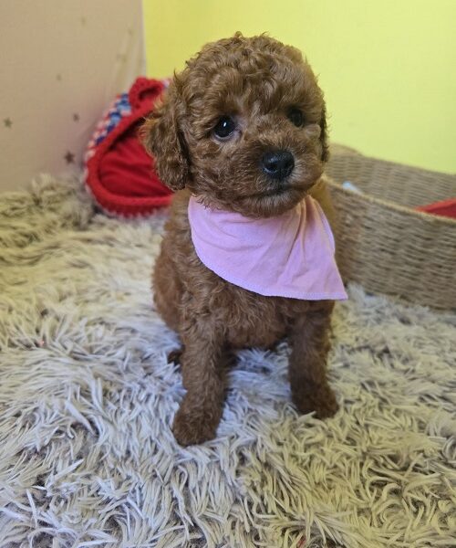 Preslatki štenci CRVENE TOY PUDLE