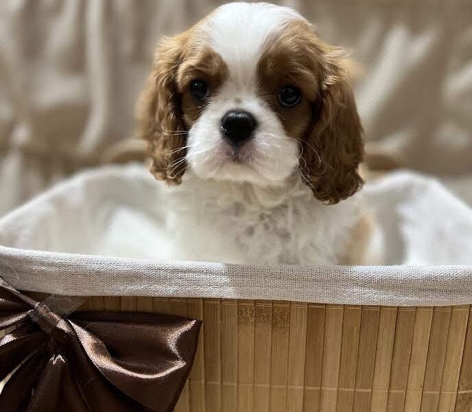 Kavalijer španijel kralja Čarlsa