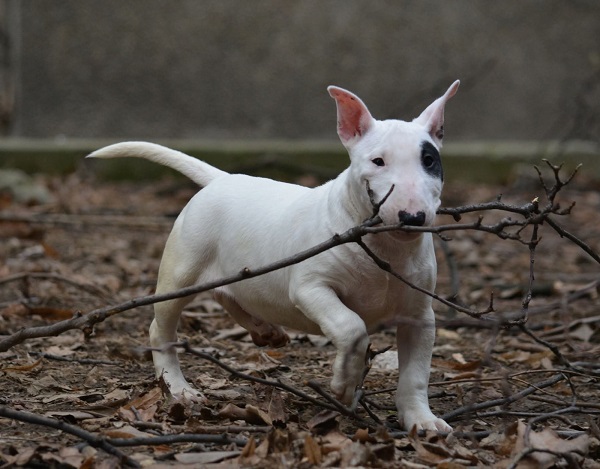 Mini bull terijer