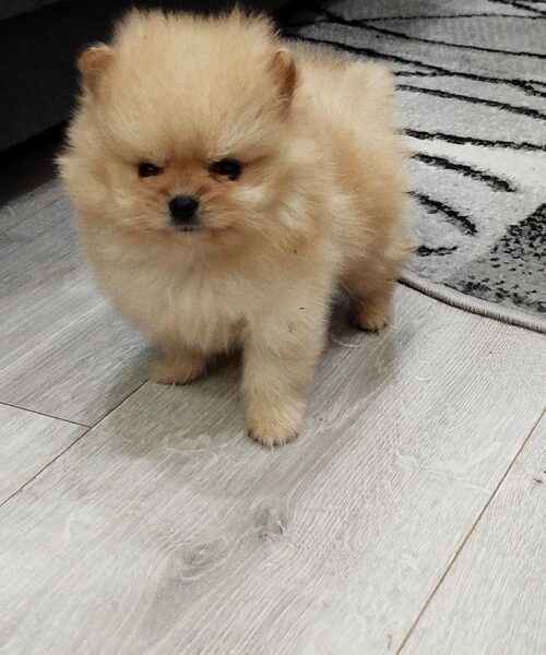 Prelepi Bo medvedici