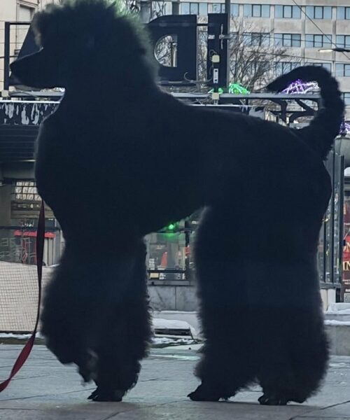 Vrhunsko leglo VELIKIH PUDLI