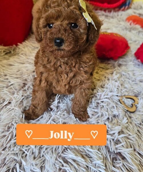 Preslatki štenci CRVENE TOY PUDLE