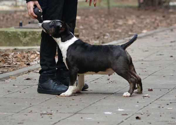 Mini bull terijer