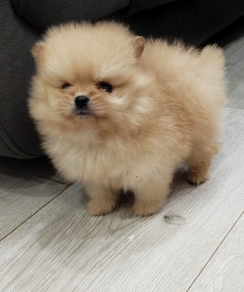 Prelepi Bo medvedici