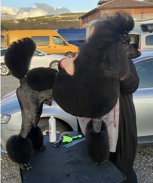 Vrhunsko leglo VELIKIH PUDLI