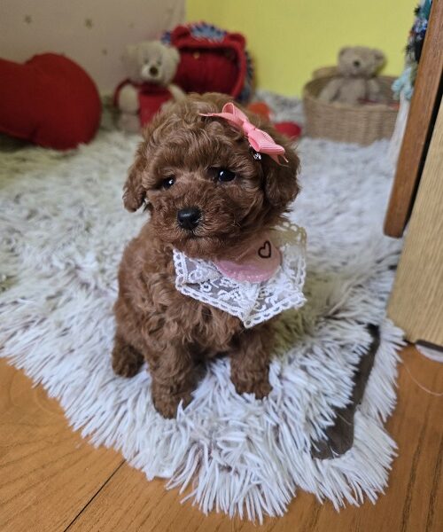 Preslatki štenci CRVENE TOY PUDLE