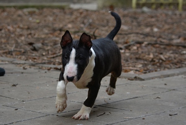 Mini bull terijer