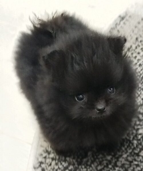 Prelepi Bo medvedici