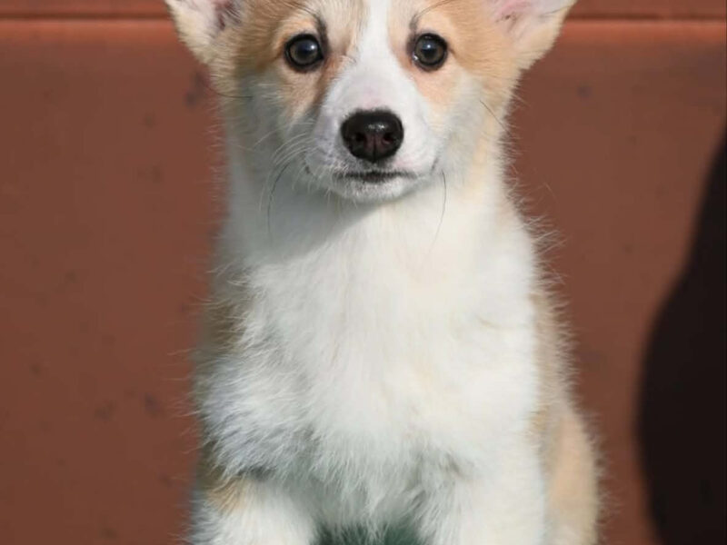 Velski korgi/Welsh Corgi Pembroke štenci
