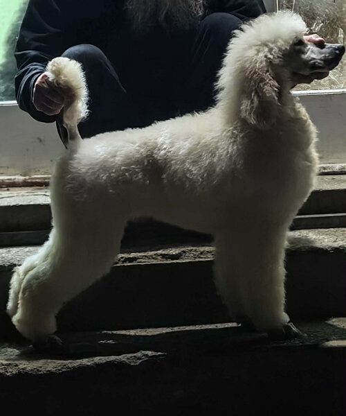 Vrhunsko leglo VELIKIH PUDLI