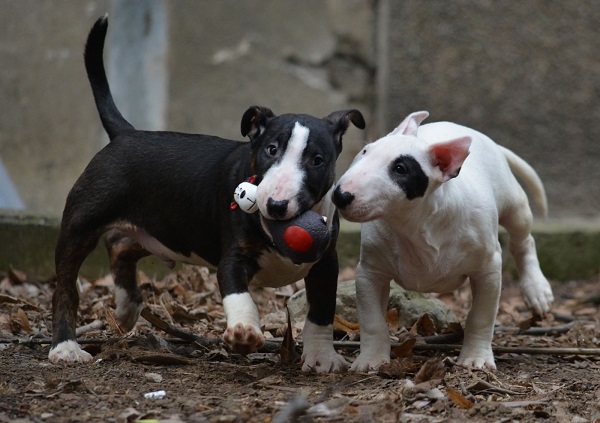 Mini bull terijer
