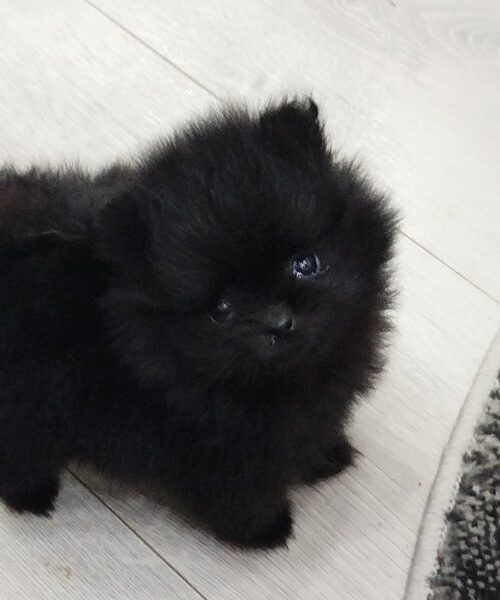 Prelepi Bo medvedici