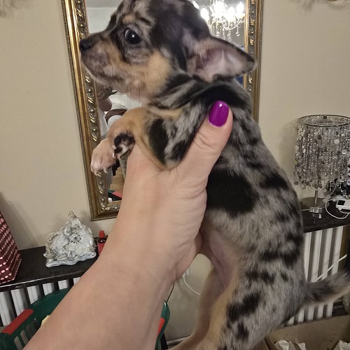 Štenci EKSTRA mini čivave