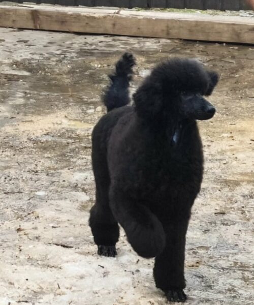 Vrhunsko leglo VELIKIH PUDLI