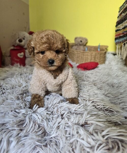 Preslatki štenci CRVENE TOY PUDLE